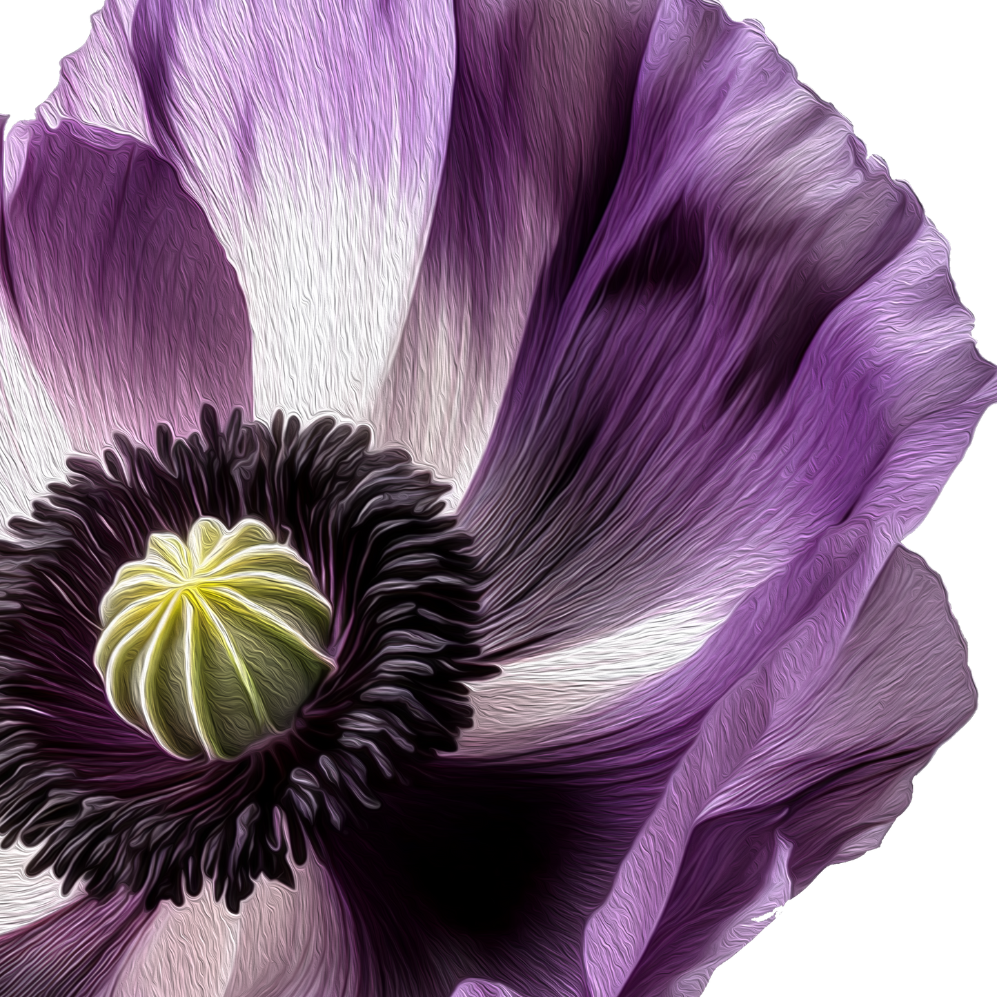 Purple Poppies